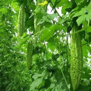 200 Seeds Bitter Melon Seeds Chinese Bitter Gourd Karela Bitter Gourd Seeds - The Rike Inc