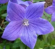 Blue Platycodon Seeds 1000 Platycodon grandiflorus Flower Seeds Balloon Flower Chinese Bellflower - The Rike Inc