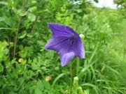 Blue Platycodon Seeds 1000 Platycodon grandiflorus Flower Seeds Balloon Flower Chinese Bellflower - The Rike Inc