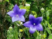 Blue Platycodon Seeds 1000 Platycodon grandiflorus Flower Seeds Balloon Flower Chinese Bellflower - The Rike Inc