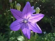 Blue Platycodon Seeds 1000 Platycodon grandiflorus Flower Seeds Balloon Flower Chinese Bellflower - The Rike Inc