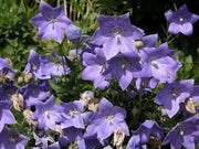 Blue Platycodon Seeds 1000 Platycodon grandiflorus Flower Seeds Balloon Flower Chinese Bellflower - The Rike Inc