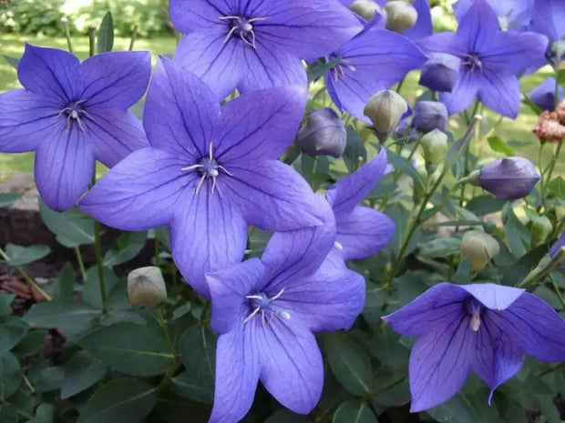 Blue Platycodon Seeds 1000 Platycodon grandiflorus Flower Seeds Balloon Flower Chinese Bellflower - The Rike Inc