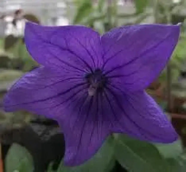 Blue Platycodon Seeds 1000 Platycodon grandiflorus Flower Seeds Balloon Flower Chinese Bellflower - The Rike Inc