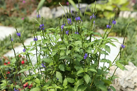 Growing Blue Porterweed Seeds - A Guide for Gardening Enthusiasts!