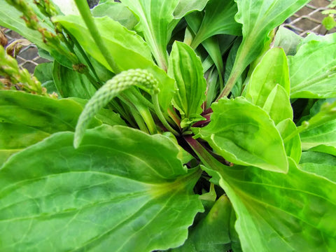 plantain leaves