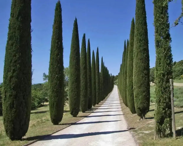 30 Seeds Italian Cypress Seeds Tree Seeds for Planting Cupressus sempervirens Mediterranean Cypress Tuscan Cypress, Persian Cypress Pencil Pine Seeds - The Rike Inc