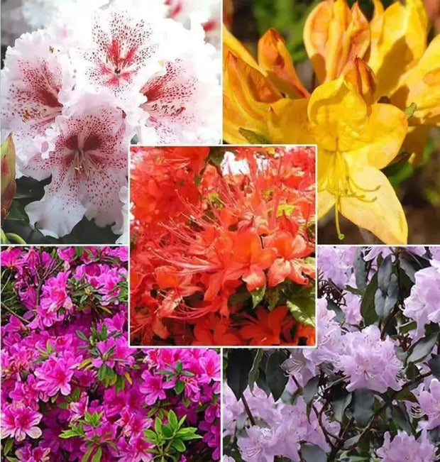 100 Seeds do Quyen Seeds, Rhododendron Seeds Flower Seeds Mixed Azalea Flower Seeds for Planting Rhododendron Simsii Seeds Schlippenbachii Bush Shrub Flowers Plant Seeds