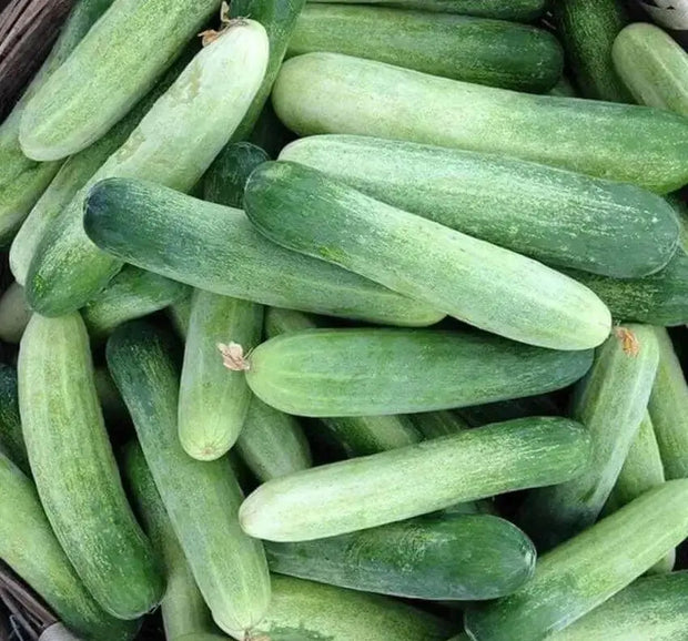 100 Cucumber Seeds Cucumis Sativus Seeds Vegetable Seeds, 100% Organic Non-GMO - Image #2