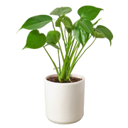 Philodendron Monstera Split-Leaf House Plant Dropship