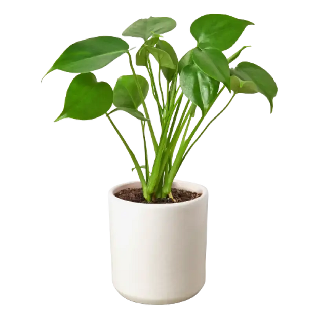 Philodendron Monstera Split-Leaf House Plant Dropship