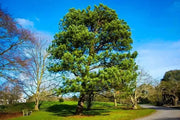 30 Seeds Loblolly Pine Seeds Tree Seeds for Planting Pinus taeda Arkansas Pine North Carolina Pine Oldfield Pine Seeds - The Rike Inc