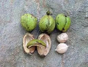 10 Seeds Shangbark Hickory Nuts for Planting - Raw Tree Seeds - Carya ovata Seeds to Grow Carya Alba Mockernut Pignut Hickory Nuts - Carya glabra - Image #5