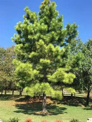 30 Seeds Loblolly Pine Seeds Tree Seeds for Planting Pinus taeda Arkansas Pine North Carolina Pine Oldfield Pine Seeds - The Rike Inc