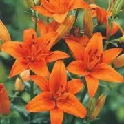 20 Seeds Orange Asiatic Lily Lilium Orange Pixie Planting Seed Bonsai Garden - The Rike Inc