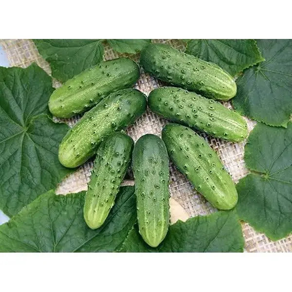 Mini-Me Cucumber Seeds 100 Seeds Mini Cucumber Seeds Cucumis Sativus Seeds Mini Vegetable Seeds for Planting - The Rike Inc