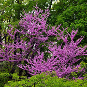 50 Seeds - Eastern Redbud Tree Seeds, Authentic American Judas and Texas Mexican Flowering Variety (Cercis Canadensis) | Easy-to-Grow Canadian Eastern Redbud - The Rike - The Rike Inc