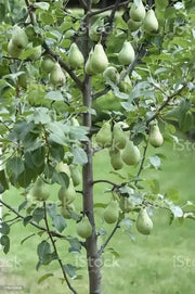 15 Pear Tree Seeds Grow Fruit Bearing Bonsai, Non GMO Seeds - The Rike Inc