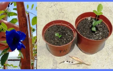care-for-butterfly-pea-flower-seeds