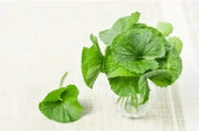 2000 Seeds Green Gotu Kola Seeds Big Leaf Centella Asiatica Seeds Organic Vegetable Planting Non-GMO Indian Pennywort Seeds - The Rike Inc