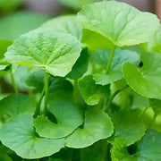 2000 Seeds Green Gotu Kola Seeds Big Leaf Centella Asiatica Seeds Organic Vegetable Planting Non-GMO Indian Pennywort Seeds - The Rike Inc