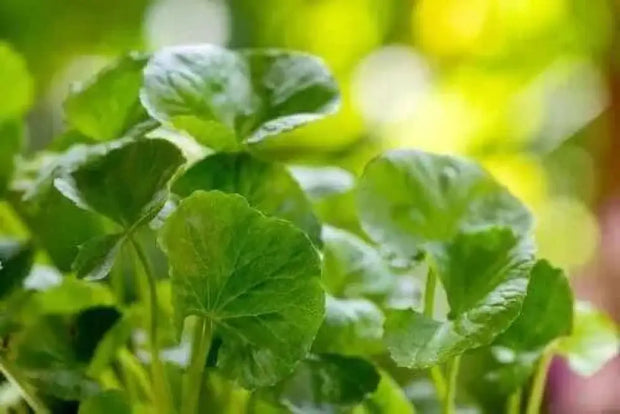 2000 Seeds Green Gotu Kola Seeds Big Leaf Centella Asiatica Seeds Organic Vegetable Planting Non-GMO Indian Pennywort Seeds - The Rike Inc