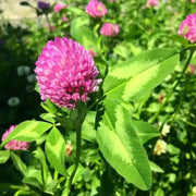 Whole Red Clover Flower Tea Trifolium pratense Herbal Tea 100 Gram red clover blossom tea Herb Detox tea, loose leaf tea, cleans liver, pancreas and gallbladder Tea ( large package) ($6 shipping charge customer)