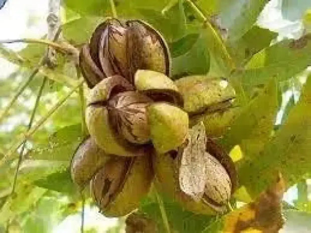 10 Seeds Pecan Tree Seeds for Planting Carya illinoinensis