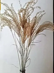 1000 Seeds Silver Maiden Grass Seeds Miscanthus Sinensis Chinese Silver Grass Seeds Decorative Feather Reed Grass Seeds Home Wedding Decor