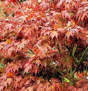 100 Red Maple Seeds - American Maple Seeds, Red Leaf Japanese Maple, Red Maple Tree Seeds, Red Sugar Maple Tree Seeds, Sugar Maple Tree Seeds, Acer Maple Seeds