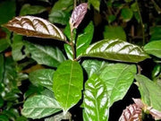 Celastrus Leaf Tea Herbal Tea Xa Den Tea Leaf Celastrus hindsii stems leaves Staff Vine Staff Tree Bittersweet loose tea Boost Energy - 100 Gram - The Rike Inc