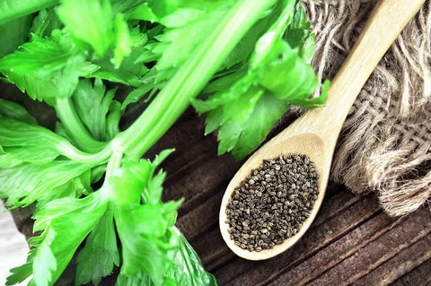 WHAT IS THE HEALTH BENEFIT OF CELERY SEED & HOW TO USE IT CORRECTLY