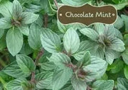 80 Seeds Mint Chocolate Herb Seeds for Planting, Chocolate Mint Plant Seeds - The Rike Inc