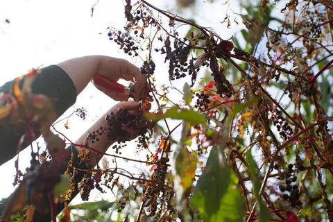 WHERE DOES POKEWEED GROW BEST & HOW TO GROW IT?