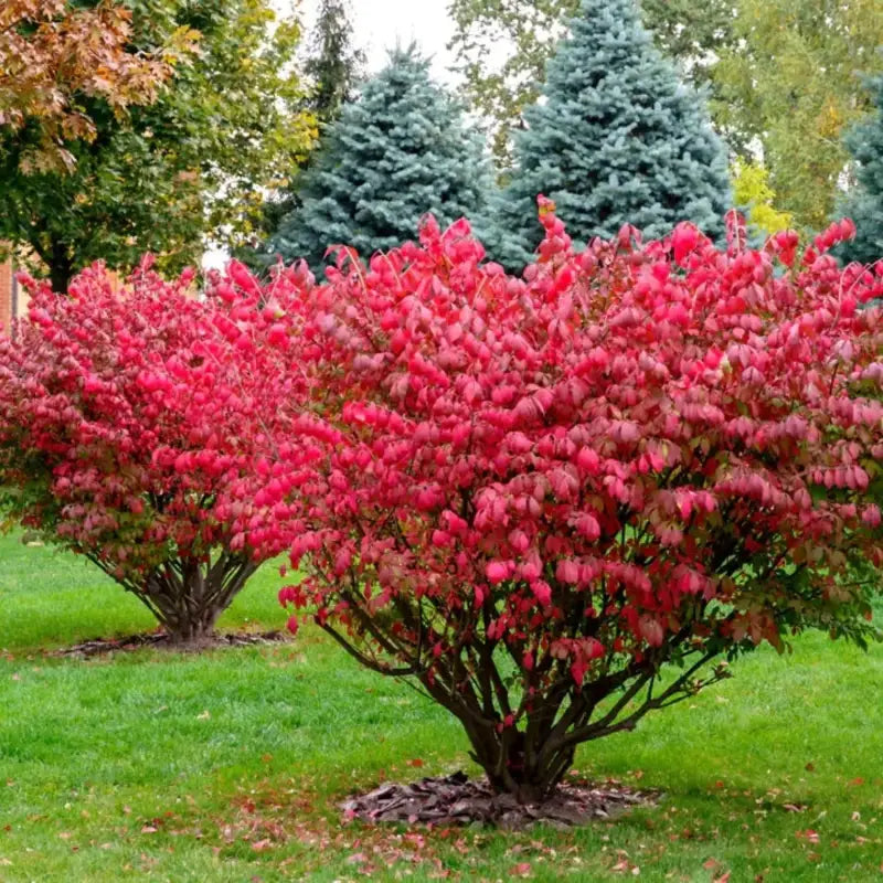 burning bush plant fertilizer Colorful Burning Bush Tree Seeds 50 seeds x 4 pack