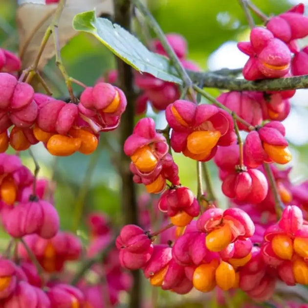 burning bush seeds planting Colorful Burning Bush Tree Seeds 50 seeds x 4 pack