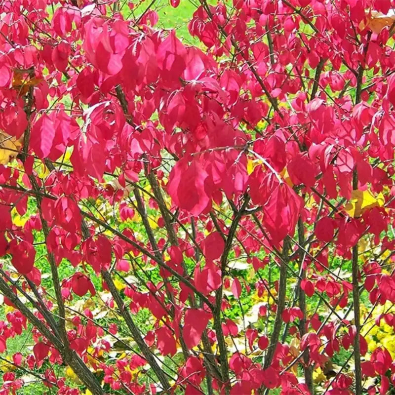 planting burning bush seeds Colorful Burning Bush Tree Seeds 50 seeds x 4 pack