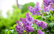 50 Seeds Common Lilac Seeds for Planting Syringa The Lilac Syringa vulgaris Flower Seeds - The Rike Inc