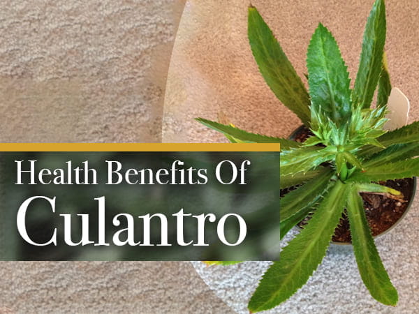 Health Benefits Of Culantro