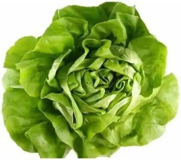 3000 Crisphead Lettuce Seeds Iceberg, Loose-Leaf, and butterhead Lettuce Vegetable Seeds Organic Non-GMO - The Rike Inc