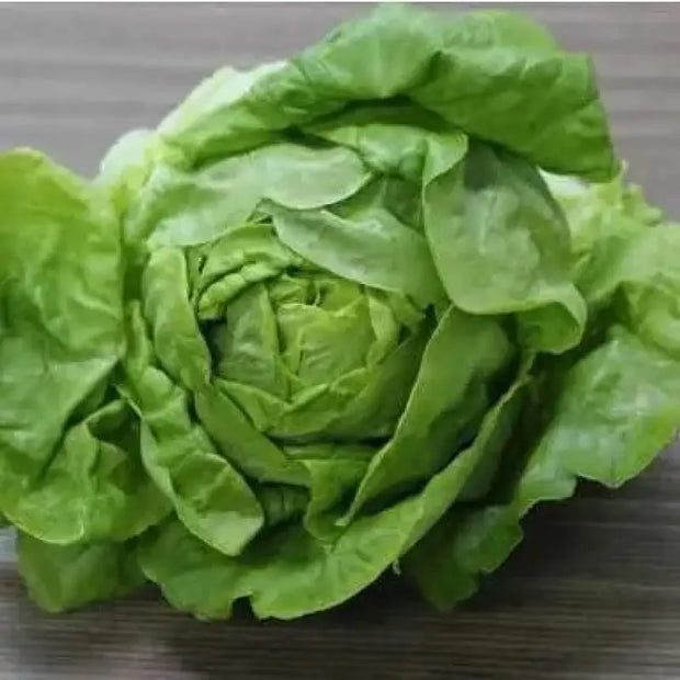 3000 Crisphead Lettuce Seeds Iceberg, Loose-Leaf, and butterhead Lettuce Vegetable Seeds Organic Non-GMO - The Rike Inc