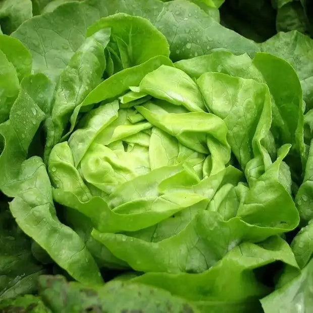 3000 Crisphead Lettuce Seeds Iceberg, Loose-Leaf, and butterhead Lettuce Vegetable Seeds Organic Non-GMO - The Rike Inc