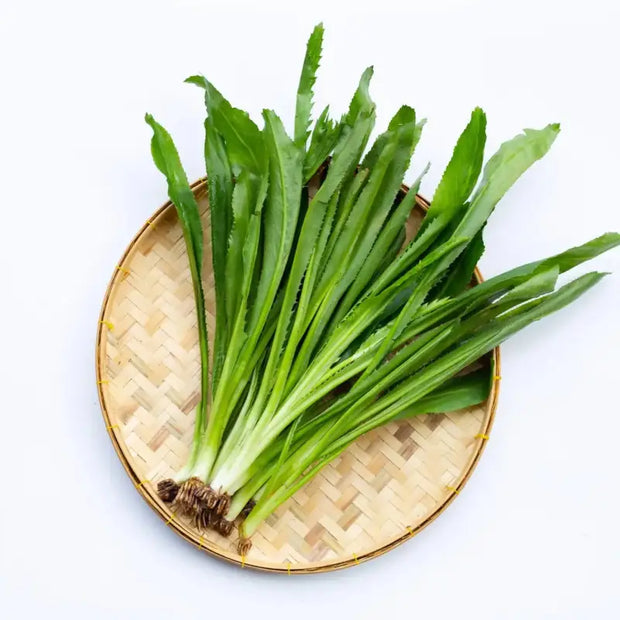 culantro seeds for planting Culantro Seeds: Grow Your Own Flavorful Herb NGO GAI Sawtoothfitweed Coriander 1000 seeds x 9 pack