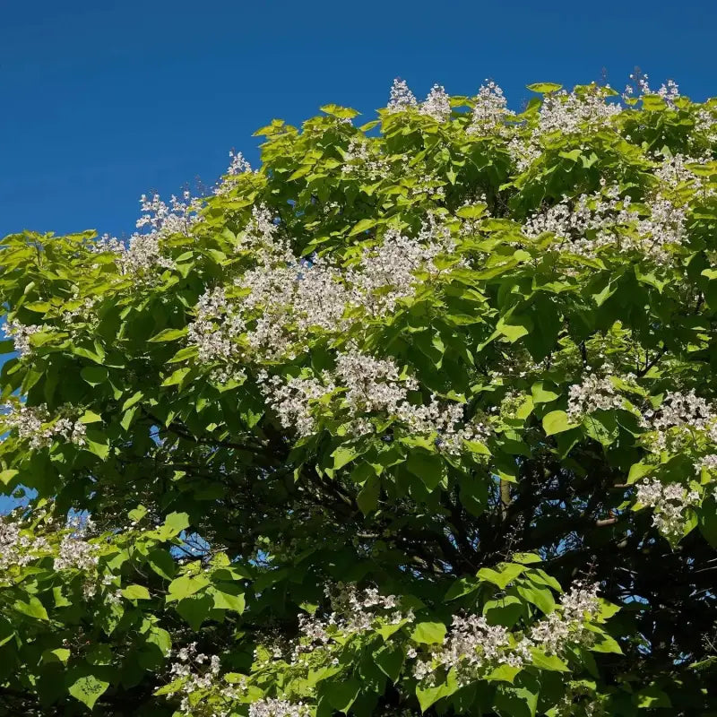 planting catalpa seeds Cultivating Catalpa Tree seeds 4 pack x 70 Seeds Cigar Tree Seeds for Planting