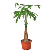 Money Tree 'Guiana Chestnut' Pachira Braid House Plant Dropship