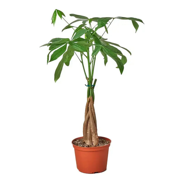 Money Tree 'Guiana Chestnut' Pachira Braid House Plant Dropship