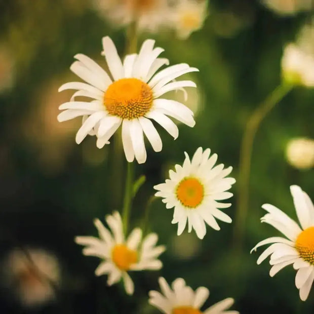 1000 Chamomile Seeds Non-GMO White Daisy Flower German Chamomile Flower Seeds Camomile Seeds Matricaria chamomilla Scarborough Seeds Matricaria recutita herb Seeds Non-GMO 98% High Germination