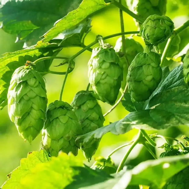 30 Seeds - Hops Vine Seeds - Perennial Humulus Lupulus Hops Seeds for Planting | Climbing Vine Plant Seed to Grow Hops Bine/Hop Cones - Beer Flower Lupulin Plant to Make Beer - The Rike - The Rike Inc