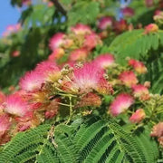 50 Pink Mimosa Tree Seeds for Planting Heirloom Persian Silk Tree/Pink Siris Seeds Albizia julibrissin Bloom Fast Growing - The Rike Inc