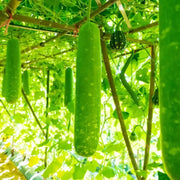 100 seeds - Long Bottle Gourd Seeds for Planting - Calabash Or Opo Squash Seeds | White-Flowered Gourd Squash Lauki Doodhi Seeds | Lauki Or Dudhi Sponge Gourd Cucuzza Seeds - The Rike The Rike